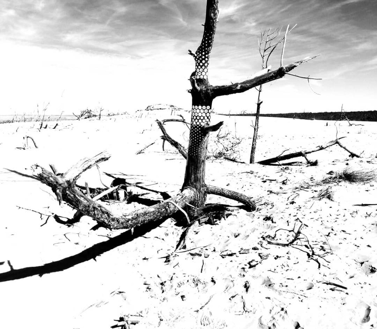 White circular patterns on a bare tree in a bright winter landscape